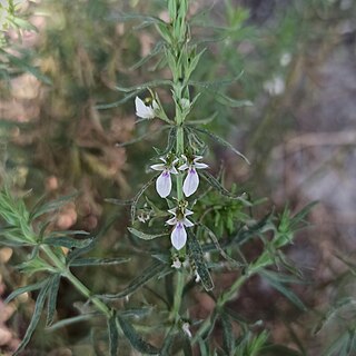 <i>Teucrium cubense</i> Species of flowering plant