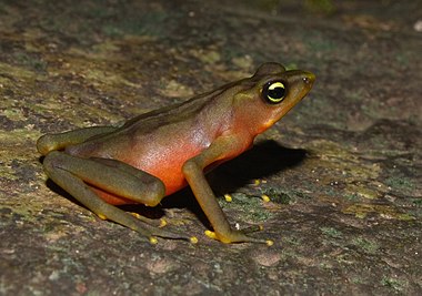 Atelopus limosus