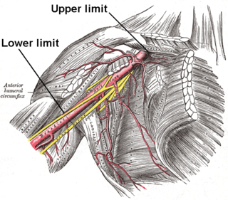 <span class="mw-page-title-main">Axillary artery</span> Large blood vessel bringing oxygenated blood to the thorax