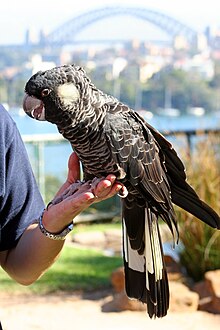 おおむね黒色のオウムが、晴れた日に飼育係の左手に止まっている。オウムの右足にはリングがある。遠くにシドニー・ハーバーブリッジが見える。