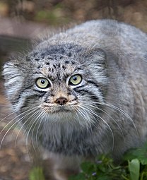 Pallas's cat