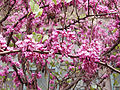 Cercis chinensis