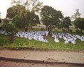 Image 39Branhamist worshippers in Kinshasa (from Culture of the Democratic Republic of the Congo)