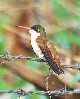 <span class="mw-page-title-main">Cinnamon-sided hummingbird</span> Species of bird