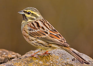 <span class="mw-page-title-main">Bunting (bird)</span> Genus of birds