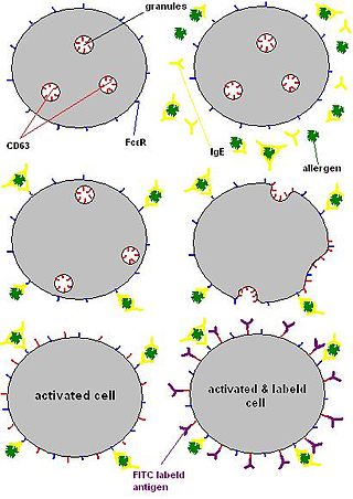 <span class="mw-page-title-main">Basophil activation</span>