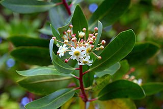 <i>Drimys</i> Genus of flowering plants