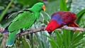 Eclectus roratus (cat.)