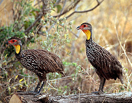 Geltongerklis frankolinas (Francolinus leucoscepus)