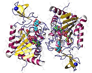 <span class="mw-page-title-main">Sirtuin 6</span> Protein-coding gene in the species Homo sapiens