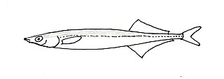 <span class="mw-page-title-main">Korean sandlance</span> Species of fish