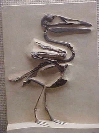 <span class="mw-page-title-main">Odontognathae</span> Obsolete taxon of fossil birds