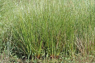 <i>Juncus</i> Genus of flowering plants in the rush family Juncaceae