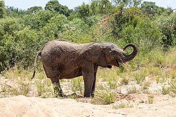 Kruger National Park (ZA), Elefant (2024)