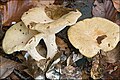 !Lactarius pallidus!