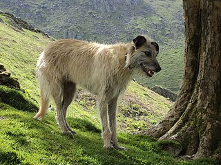 <span class="mw-page-title-main">Lurcher</span> British dog cross-breed