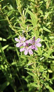 <i>Lythrum alatum</i> Species of flowering plant