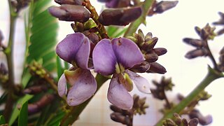 <i>Machaerium</i> (plant) Genus of legumes