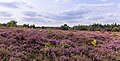 * Kandidimi: Flowering heather (Mandefjild nature reserve near Bakkeveen) --Famberhorst 05:10, 15 September 2024 (UTC) * Vlerëso  Support Good quality. --XRay 06:02, 15 September 2024 (UTC) Nice image, but the sky is too violet and needs WB to be checked IMO. --Екатерина Борисова 01:51, 17 September 2024 (UTC)