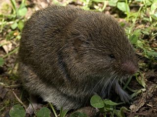 <i>Microtus</i> Genus of rodents