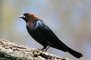 <span class="mw-page-title-main">Brown-headed cowbird</span> Species of bird