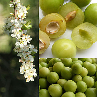 <span class="mw-page-title-main">Greengage</span> Group of fruit culttivars