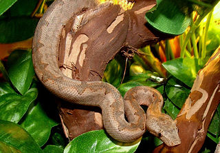 <i>Candoia</i> Genus of snakes