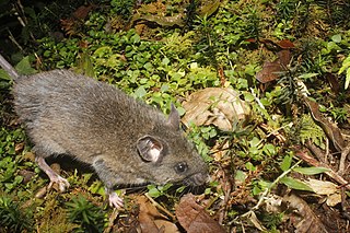 <span class="mw-page-title-main">Zempoaltepec</span> Species of rodent