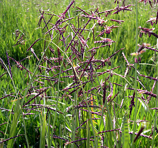 <i>Pleuropogon</i> Genus of grasses