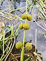 Infructescence