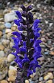 Salvia superba