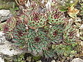 Sempervivum calcareum