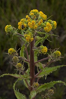 Senecio congestus (7833340162).jpg