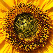 Helianthus annuus