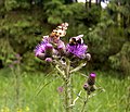 Mýritistil (Cirsium palustre)