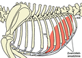 Zwerchfell Hund