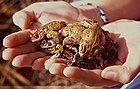 Clew of Bufo bufo + Pelophylax esculentus in amplexus [A]