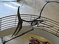 Кістяк Pteranodon longiceps