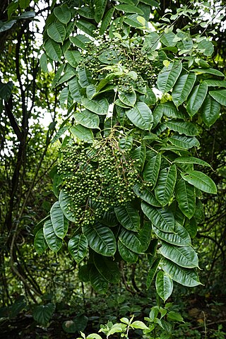 <i>Zanthoxylum rhetsa</i> Species of flowering plant