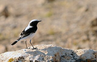 <span class="mw-page-title-main">Finsch's wheatear</span> Species of bird