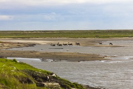 Een kudde rendieren (Rangifer tarandus) steekt een rivier over in de Lenadelta.