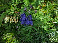 Aconitum kitadakense