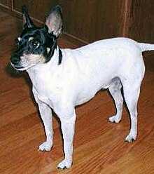 Amarican Toy terrier.jpg