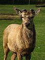 Red deer antlers at the start of the season