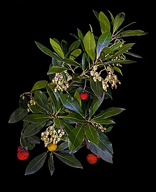 Almindelig jordbærtræ (Arbutus unedo) Foto: Sten Porse