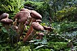 65 Commons:Picture of the Year/2011/R1/Armillaria-mellea-hallimasch.jpg