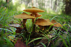 Description de l'image Armillaria luteobubalina 67510.jpg.