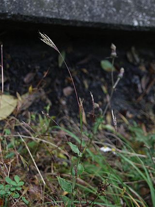 <i>Arthraxon</i> Genus of grasses