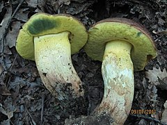 Le Bolet appendiculé (Butyriboletus appendiculatus)