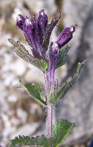 <i>Bartsia</i> Genus of flowering plants in the broomrape family